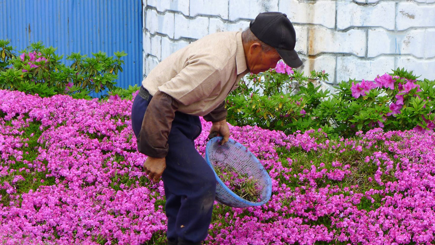 Як закоханий чоловік виростив тисячі квітів на подвір'ї для сліпої дружини - фото 3