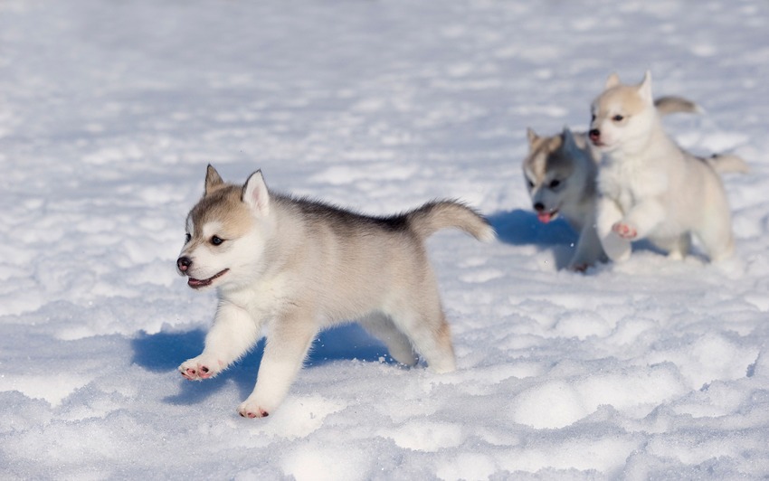 Як тварини радіють снігу - фото 5