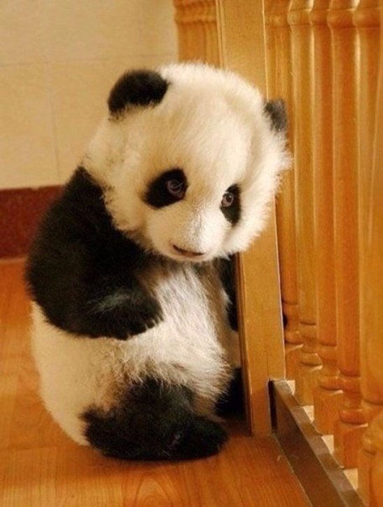 Чому українські діти можуть позаздрити китайським пандам - фото 3
