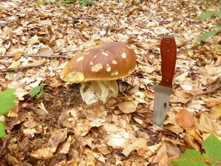 Кселарія, квочка, мухомор Цезаря: Що ви ще не знаєте про карпатські гриби  - фото 11