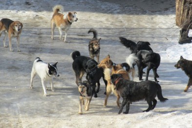 Чому Миколаїв перетворився на рай для диких собак та пекло для людей - фото 2