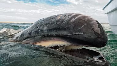 ТОП-20 кумедних та моторошних випадків з китами та делфінами - фото 4