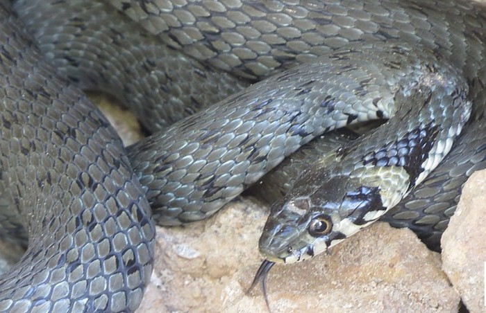 Замок Любарта у Луцьку охороняє величезна змія (ФОТО) - фото 1