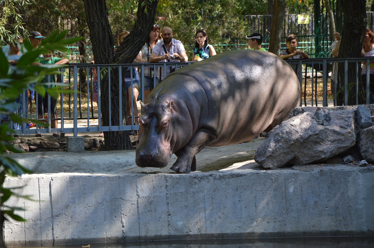Як звірі у Миколаївському зоопарку поздоровляли городян з Днем міста - фото 3