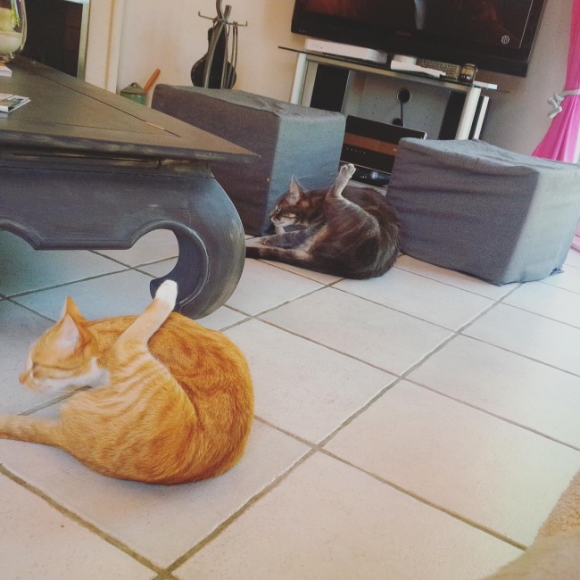 ТОП-10 ознак, що у вас вдома живе двоє котів - фото 3
