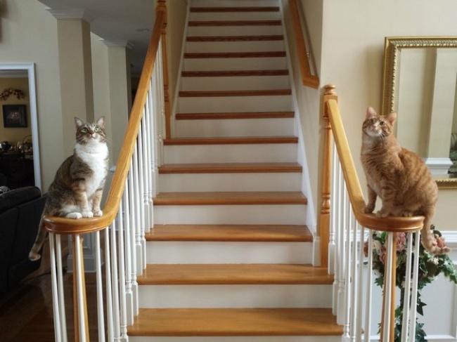 ТОП-10 ознак, що у вас вдома живе двоє котів - фото 5