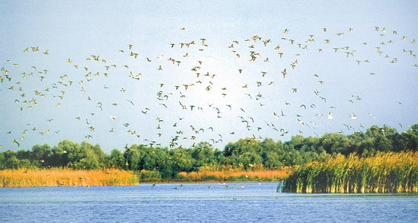 Птахи на озером Кагул