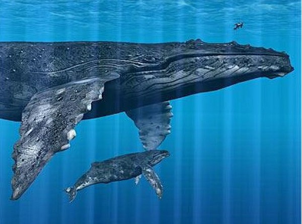 ТОП-20 кумедних та моторошних випадків з китами та делфінами - фото 3