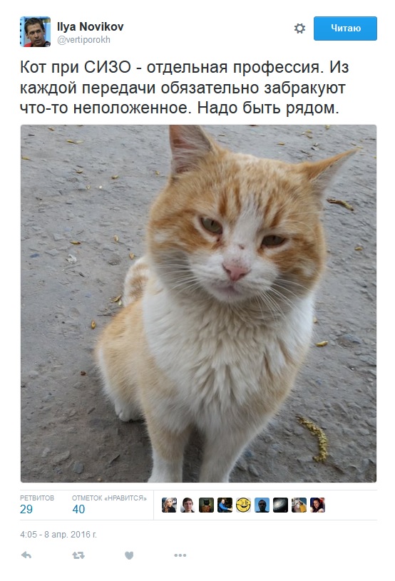 Адвокат Савченко показав хитрого кота під СІЗО (ФОТО) - фото 1