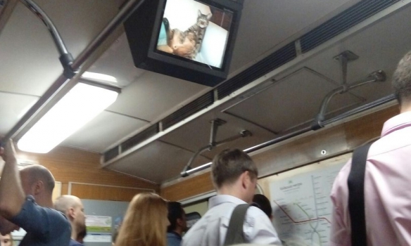 Хакери запустили котів у вагони київського метро (ФОТО) - фото 1
