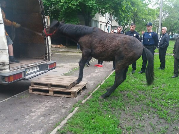Харків’янка звинувачує поліцейських у крадіжці коня - фото 1