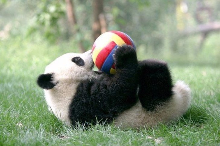 Чому українські діти можуть позаздрити китайським пандам - фото 1