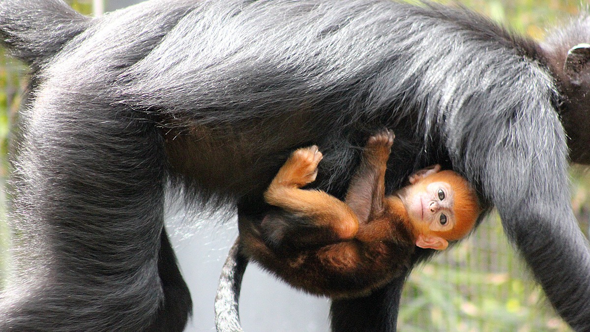 Як помаранчеве мавпеня підкорило серця австралійців - фото 5