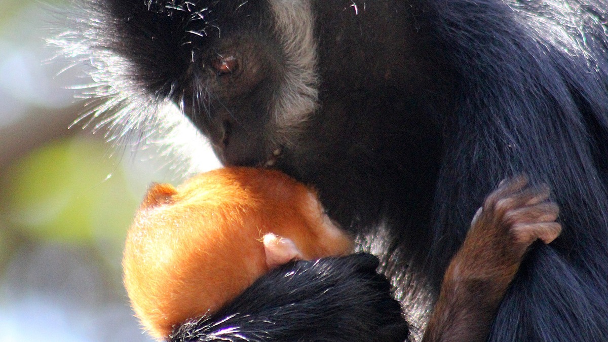 Як помаранчеве мавпеня підкорило серця австралійців - фото 4