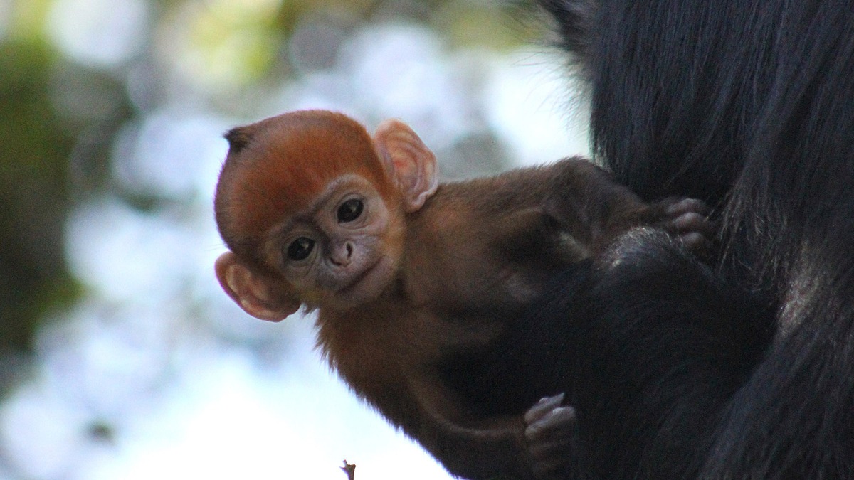 Як помаранчеве мавпеня підкорило серця австралійців - фото 1