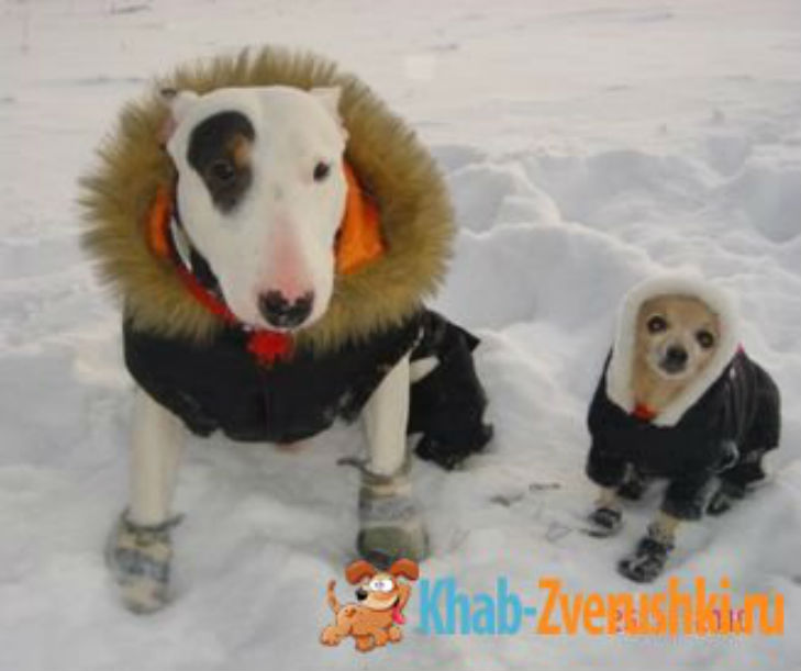 Холод собачий: ТОП-20 собак у зимовому одязі - фото 14