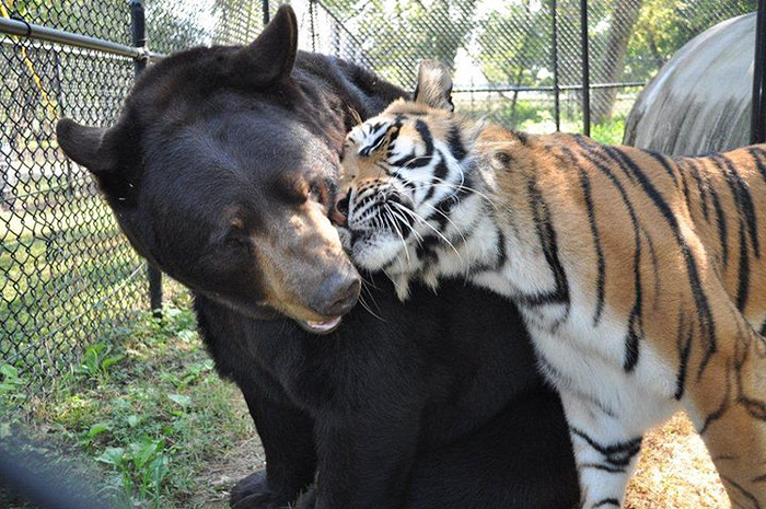 Любов у трьох: як ведмідь, лев та тигр 15 років живуть разом - фото 5
