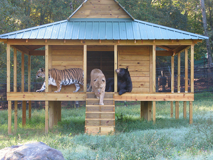 Любов у трьох: як ведмідь, лев та тигр 15 років живуть разом - фото 4
