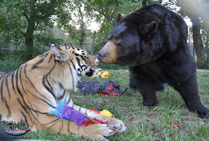 Любов у трьох: як ведмідь, лев та тигр 15 років живуть разом - фото 3