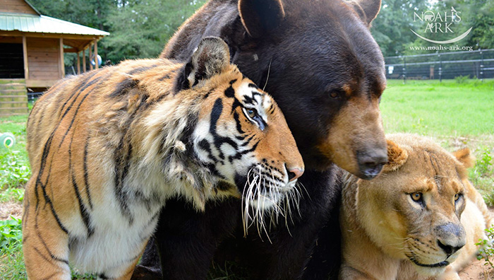 Любов у трьох: як ведмідь, лев та тигр 15 років живуть разом - фото 2