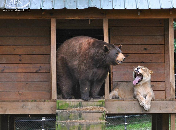 Любов у трьох: як ведмідь, лев та тигр 15 років живуть разом - фото 1