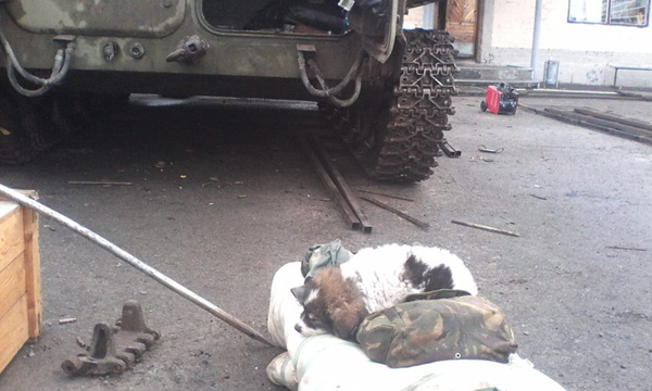 Чим займаються на Донбасі найкращі друзі бійців АТО-4 - фото 7