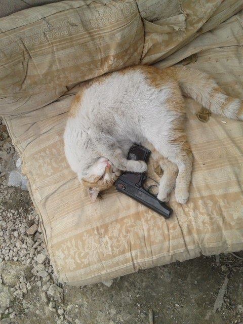 Мімішні бійці: Коти-кулеметники в АТО - фото 7