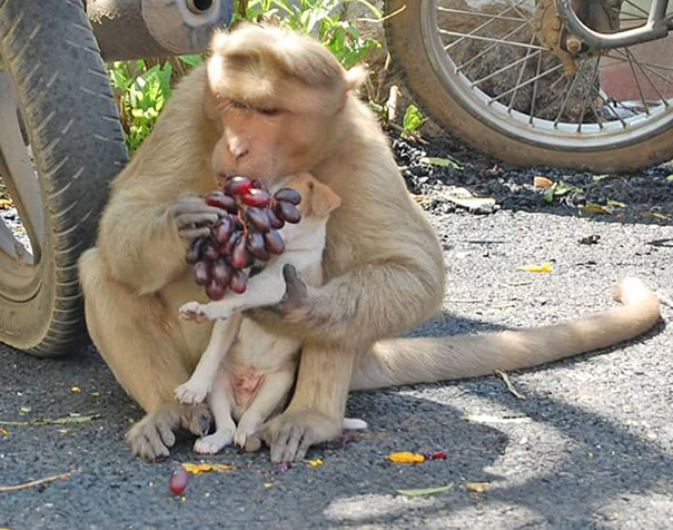 Як мавпа всиновила цуценя - фото 5