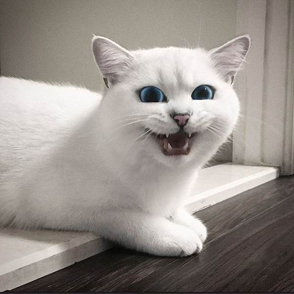 Кіт з "мультяшними" очима підкорює інтернет  - фото 4