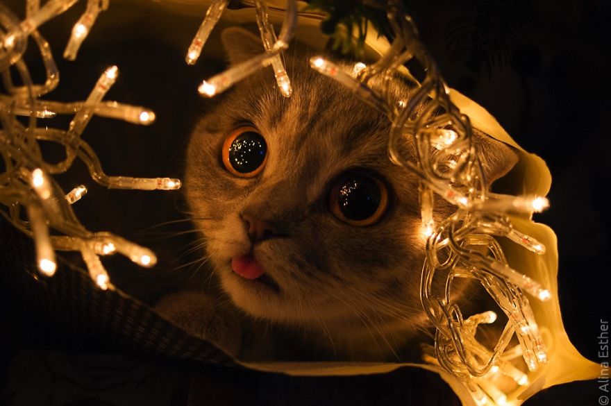 Різдвяна фотосесія кішки з Росії підірвала соцмережі  - фото 8