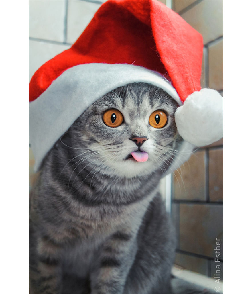 Різдвяна фотосесія кішки з Росії підірвала соцмережі  - фото 7