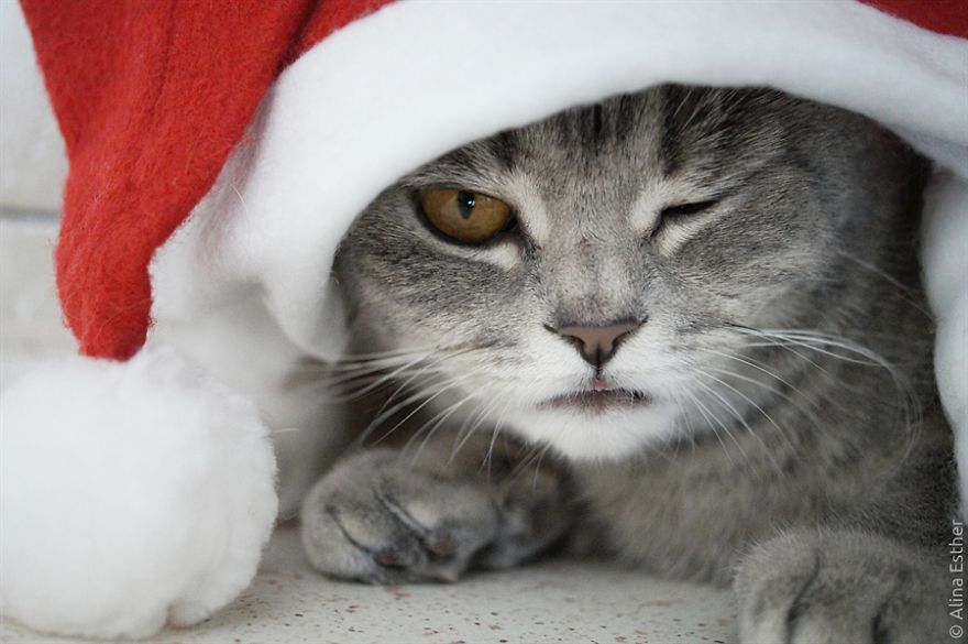 Різдвяна фотосесія кішки з Росії підірвала соцмережі  - фото 5