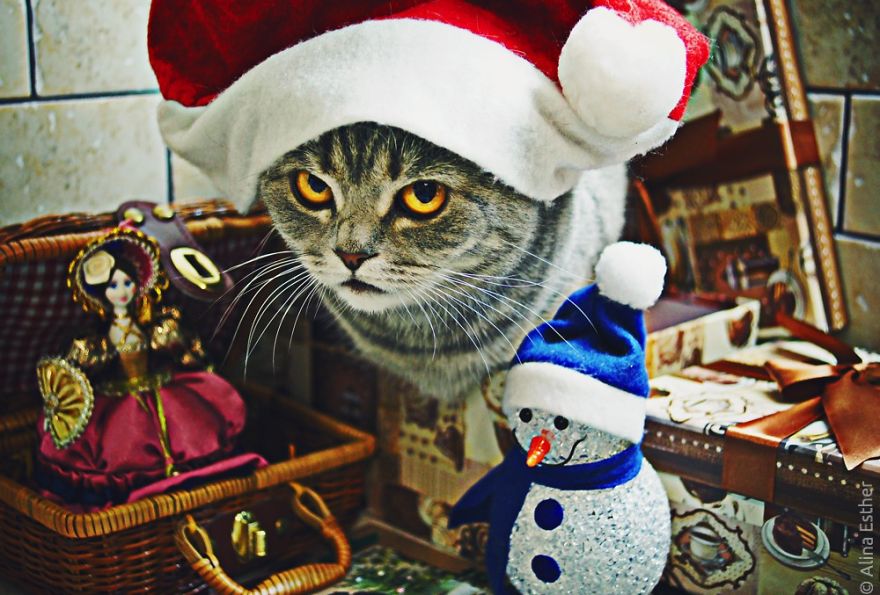 Різдвяна фотосесія кішки з Росії підірвала соцмережі  - фото 4