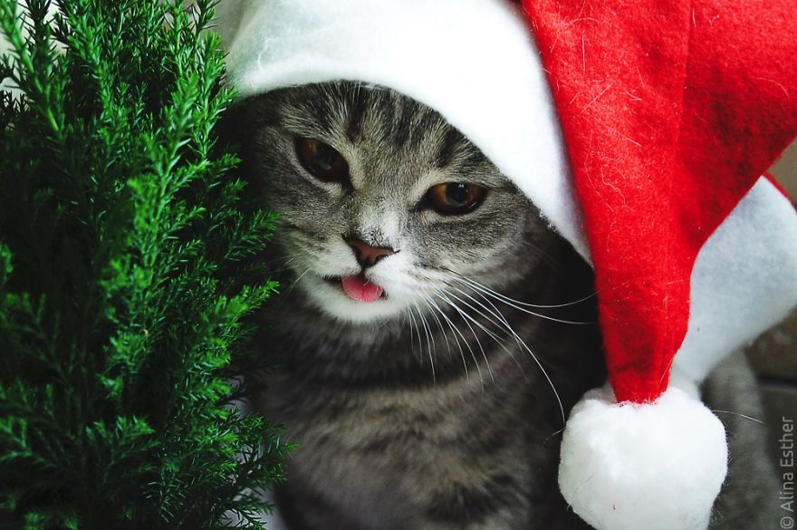 Різдвяна фотосесія кішки з Росії підірвала соцмережі  - фото 3