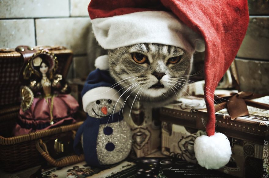 Різдвяна фотосесія кішки з Росії підірвала соцмережі  - фото 2