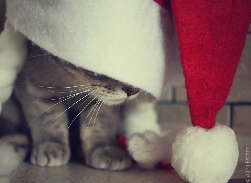 Різдвяна фотосесія кішки з Росії підірвала соцмережі  - фото 1