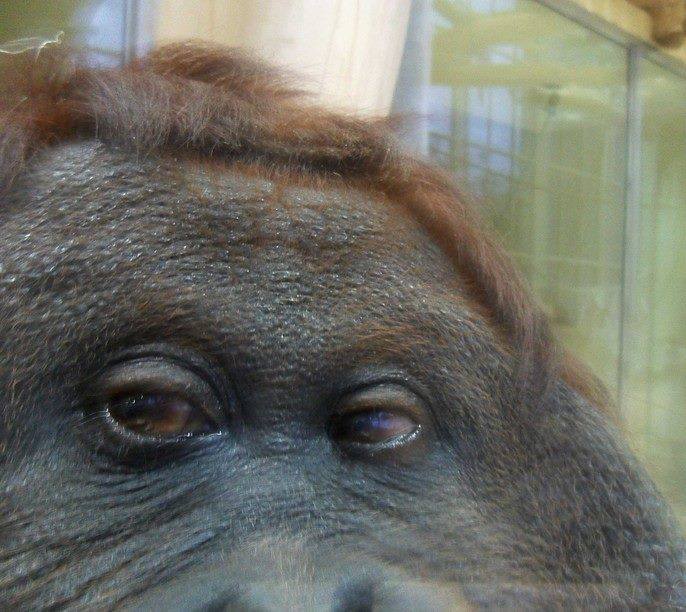 Символи-2016: найвідоміші та найприкольніші мавпи у світі - фото 5
