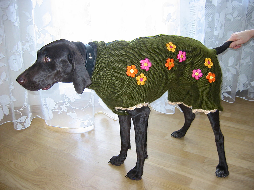 Холод собачий: ТОП-20 собак у зимовому одязі - фото 15