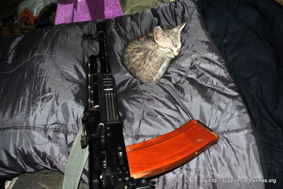 За що в АТО треба поставити пам'ятник котам і... гусям - фото 2 За що в АТО треба поставити пам'ятник котам і... гусям - фото 2