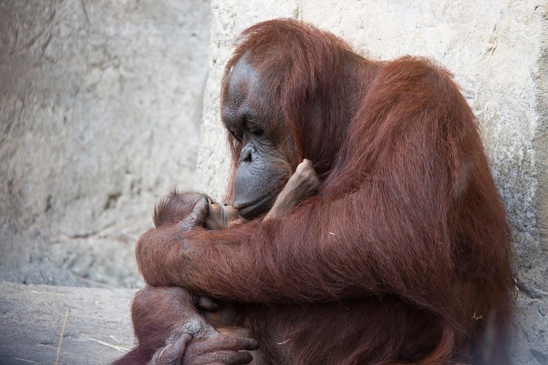 Американський зоопарк похизувався крихітним орангутангом Сантою - фото 1