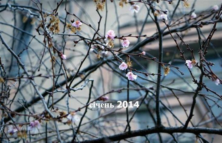 У Мукачеві диво-сакура втретє зацвіла взимку  - фото 1