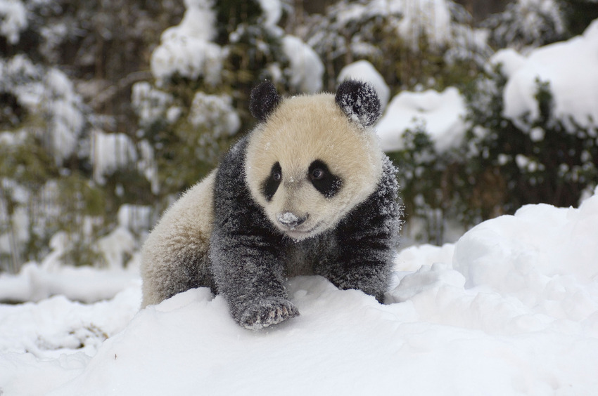 Як тварини радіють снігу - фото 4