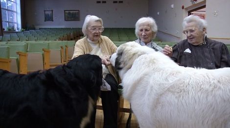 У Латвії пенсіонерів лікують величезні собаки  - фото 1