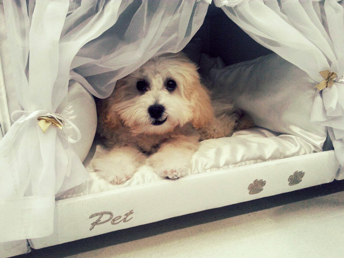 Бразильці придумали ліжко з собачою будкою - фото 1