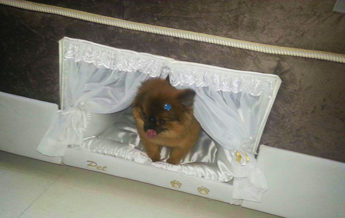 Бразильці придумали ліжко з собачою будкою - фото 2
