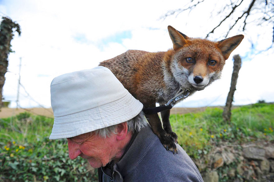 Як чоловік врятував лисиць, а вони сіли йому на голову  - фото 2