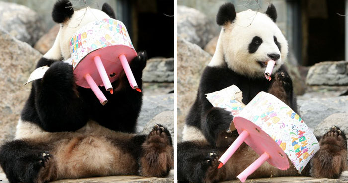 ТОП-13 тварин-іменинників, які святкують день народження веселіше за тебе - фото 4