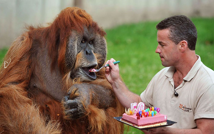 ТОП-13 тварин-іменинників, які святкують день народження веселіше за тебе - фото 5