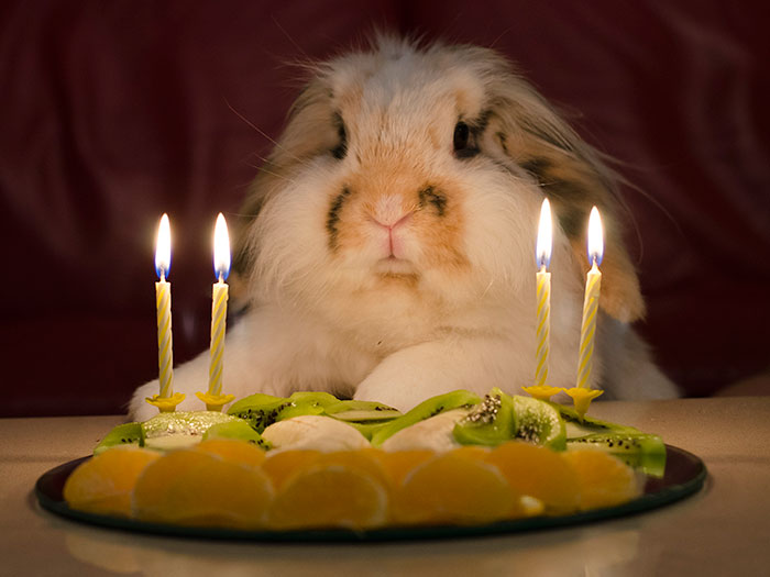 ТОП-13 тварин-іменинників, які святкують день народження веселіше за тебе - фото 9