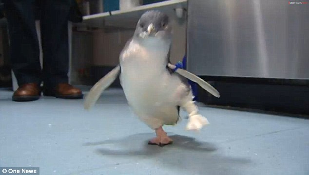  Пінгвін з протезом знову радіє життю - фото 1